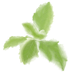 Pineapple Mint, illustration cartoon design.