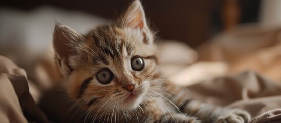 The adorable little feline is peacefully resting on a soft surface indoors