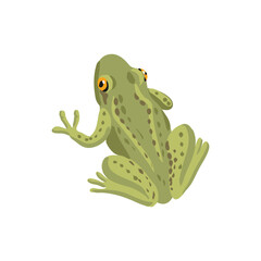 vector drawing grass frog isolated at white background, hand drawn illustration