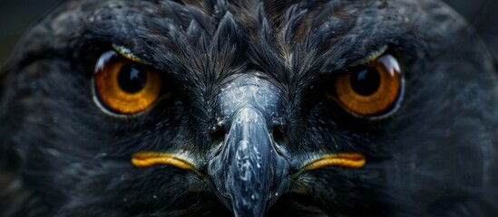 A stunning close-up image showcasing a majestic bird of prey with a remarkably large and mesmerizing eye