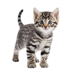 striped kitten walks in front of a white background