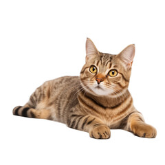 Fototapeta na wymiar tabby cat lying and looking away isolated on white background
