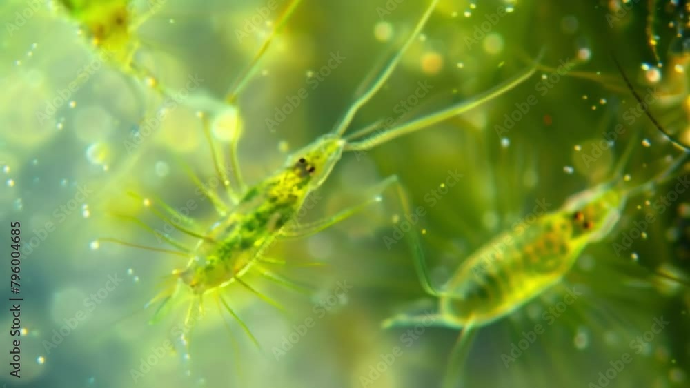 Poster a single tiny zooplankton can be seen voraciously consuming algae under the microscope highlighting 