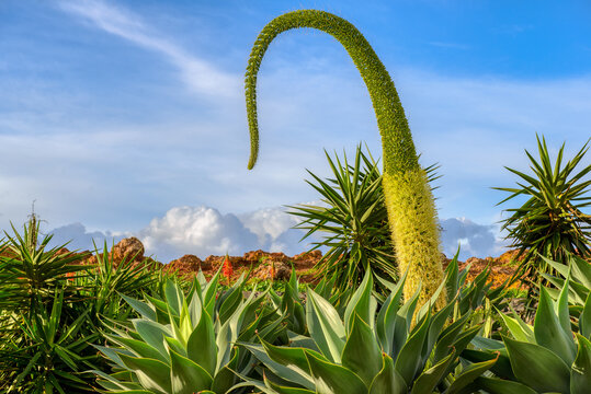 Drachenbaum-Agave Images – Browse 28 Stock Photos, Vectors, and Video ...