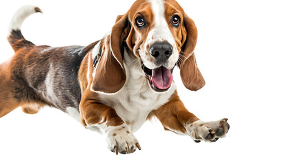  Happy Basset Hound dog running towards the camera isolated on white background