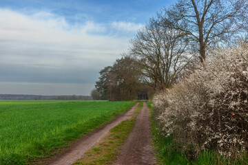 Schlehenbluete in Schleswig-Holstein