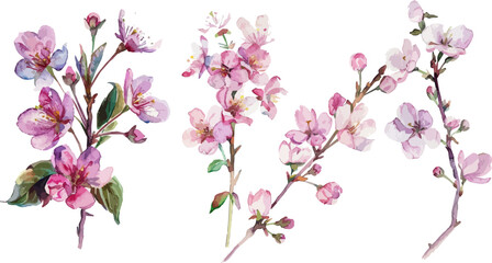 Cherry blossom branch with sakura flower. Sakura on white background. Cherry blossom flower blooming vector.