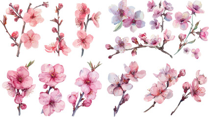 Sakura blossom branch. Cherry blossom branch, flower petal illustration