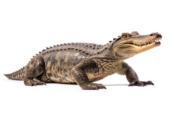 Fototapeta premium Alligator side view reptile animal lizard.