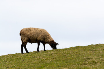 Obraz premium Oveja (Ovis aries) pastando en el campo