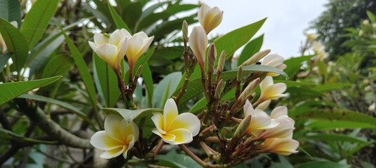 white spring flowers