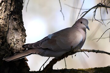 Fat, lovely, single bird