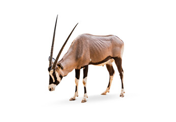 Wild Arabian Oryx leucoryx,Oryx gazella or gemsbok isolated on white background. large antelope in nature habitat, Wild animals in the savannah. Animal with big straight antler horn. - obrazy, fototapety, plakaty