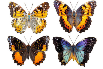 Naklejka premium Set of Butteflies