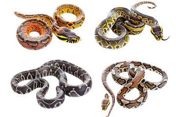 Obraz premium Snake Set Poses