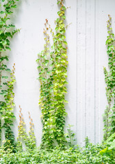 ivy leaves isolated on a white background