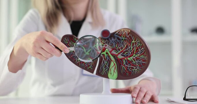 3D model of liver with the gallbladder and pancreas in hands of a doctor