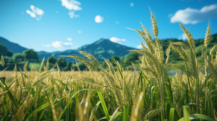 Beautiful rice field and blue sky