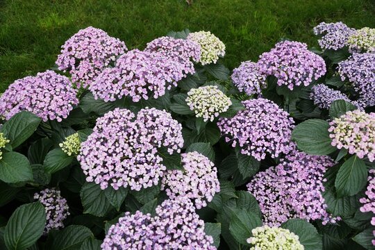 Beautiful and tiny light purple color of Bigleaf Hydrangea macrophylla Ayesha flowers