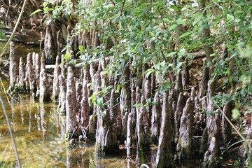 The bald cypress tree knees on the wetlands near San Antonio Botanical Gardens, Texas, U.S.A