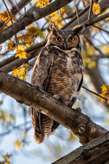 Great Horned Own in the treetops at Riverview Heights Park in Fridley Minnesota on the Mississippi River