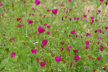 Obraz na płótnie Canvas A field covered with the vibrant Purple Poppy Mallow flowers
