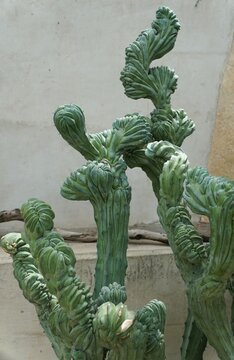 The unique shape of Myrtillocactus geometrizans monstrosus cactus
