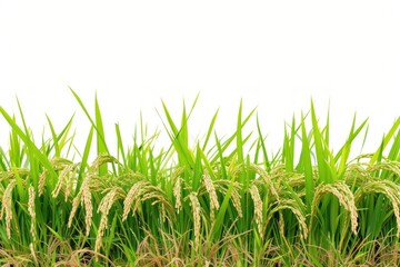 Fototapeta premium Rice field nature agriculture backgrounds.
