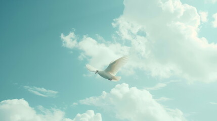 white dove fly on sky - 796033855