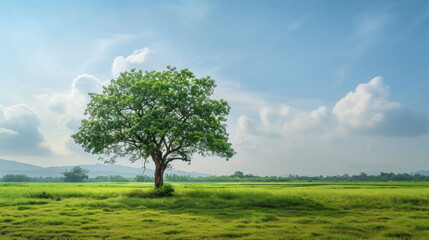 Fototapeta na wymiar Tree stand on green field background, nature wallpaper for web or banner