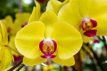 Beautiful Yellow Orchid Flowers In The Garden.