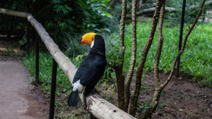 A cute big Toucan Ramphastos toco is sitting on a perch in a tropical park. Black and white plumage, blue eyes, huge orange beak. View from the back and side. Brazil. Bird Park. Foz do Iguazu 
