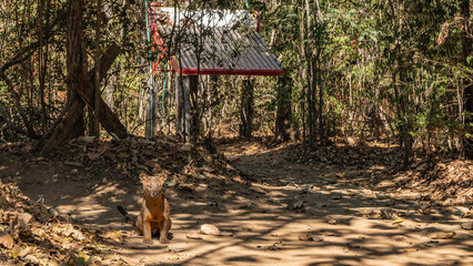 The unique Madagascar endemic fossa is sitting on a dirt track in the forest, staring intently at...