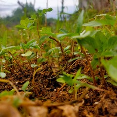 Agriculture