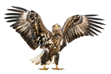 Fototapeta premium Eagle Child Isolated