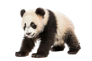 Naklejka premium Baby Panda Bear Isolated