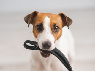 Portrait of a Jack Russell Terrier dog holding a leash. 