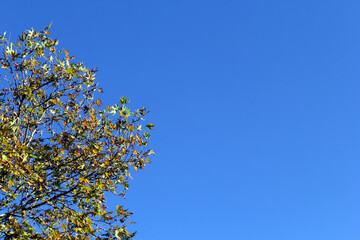 Tree with green and yellow leaves against a blue sky background