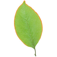 Obraz premium Honeysuckle Leaf oval orange leaf with smooth edges and a slightly wavy texture falling gracefully