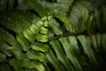 close up of green leaf and plants covered in drops of water