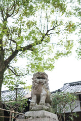 A guardian dog at a Japanese shrine