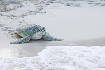 Young green turtle on white sand beach crawling back to sea in the Caribbean, Grand Cayman