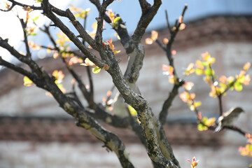 Branch Detail with Bird Bokeh