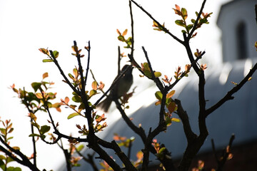 Nature's Harmony: Blurred Bird Behind Branch