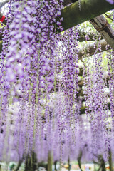 Wisteria flowers blooming in a Japanese garden