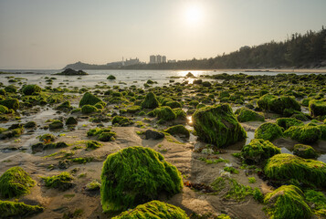 Moss-covered rocks at sunset.