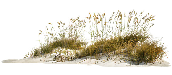 Wave-like design of sea oats and beach grass along a coastal restoration project, aiming to prevent erosion, isolated on transparent background