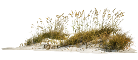 Wave-like design of sea oats and beach grass along a coastal restoration project, aiming to prevent erosion, isolated on transparent background
