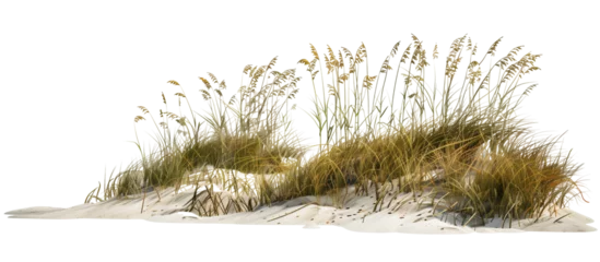 Papier peint photo Herbes des dunes Wave-like design of sea oats and beach grass along a coastal restoration project, aiming to prevent erosion, isolated on transparent background  © MDNANNU