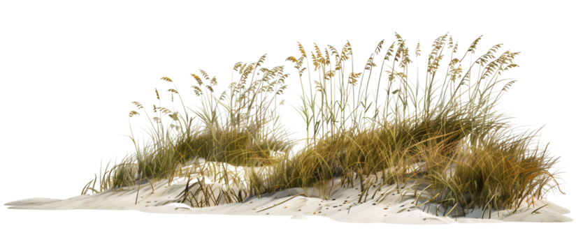 Wave-like design of sea oats and beach grass along a coastal restoration project, aiming to prevent erosion, isolated on transparent background